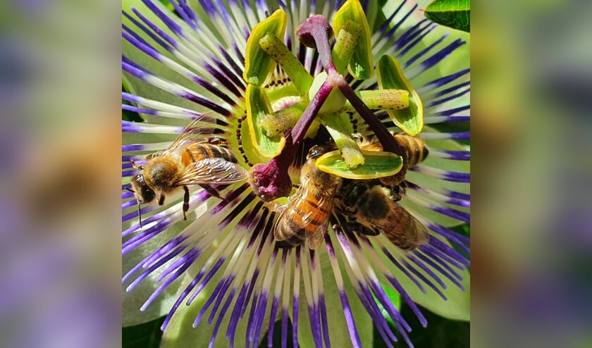 ,,Deze foto is gemaakt in onze achtertuin aan de Dissel in Veenendaal. De passiebloem bloeit de hele zomer en wij én veel insecten, waaronder deze bijen op de foto, genieten daarvan.