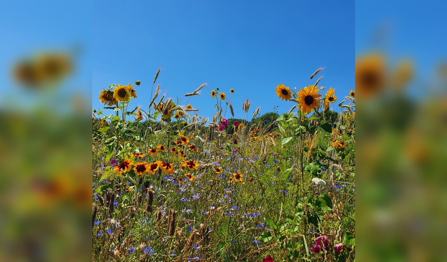 ,,Hier een foto met een veld vol met prachtige zonnebloemen en veldbloemen dit i.c.m. een mooie blauwe lucht. Meer zomers wordt het niet denk ik?Daar wordt een mens toch vrolijk van? Ik namelijk wel!
Foto is genomen nabij de trimbaan aan de rand van het bos bij Rhenen op zondag 24 juli.