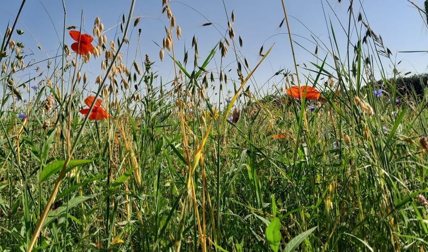 Deze foto is genomen op 19 juli bij een tarweveld in de buurt van Ede. Het zijn wilde bloemen vanaf de grond gezien. Net of je er zelf tussen ligt. 