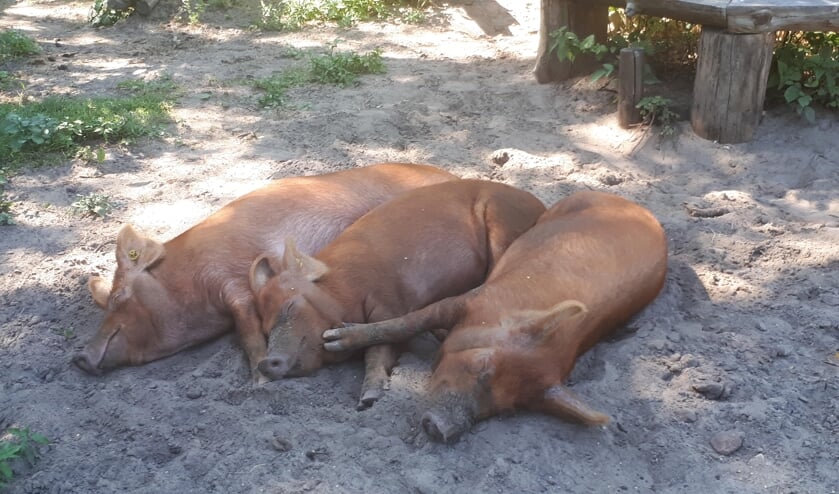 Zo lui als een……..varken.
Tijdens onze wandeling op zondag 24 juli kwamen we in het Veldhuizerbos in Ede deze 3 stadsvarkens tegen.
