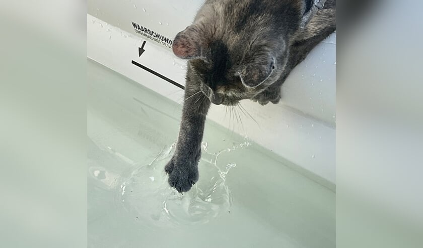 ,,Dit is Zoë, mijn katje van ruim 1 jaar. Zij wilde op 19 juli (bijna 40 graden) ook even spelen met het water in het badje in de achtertuin.