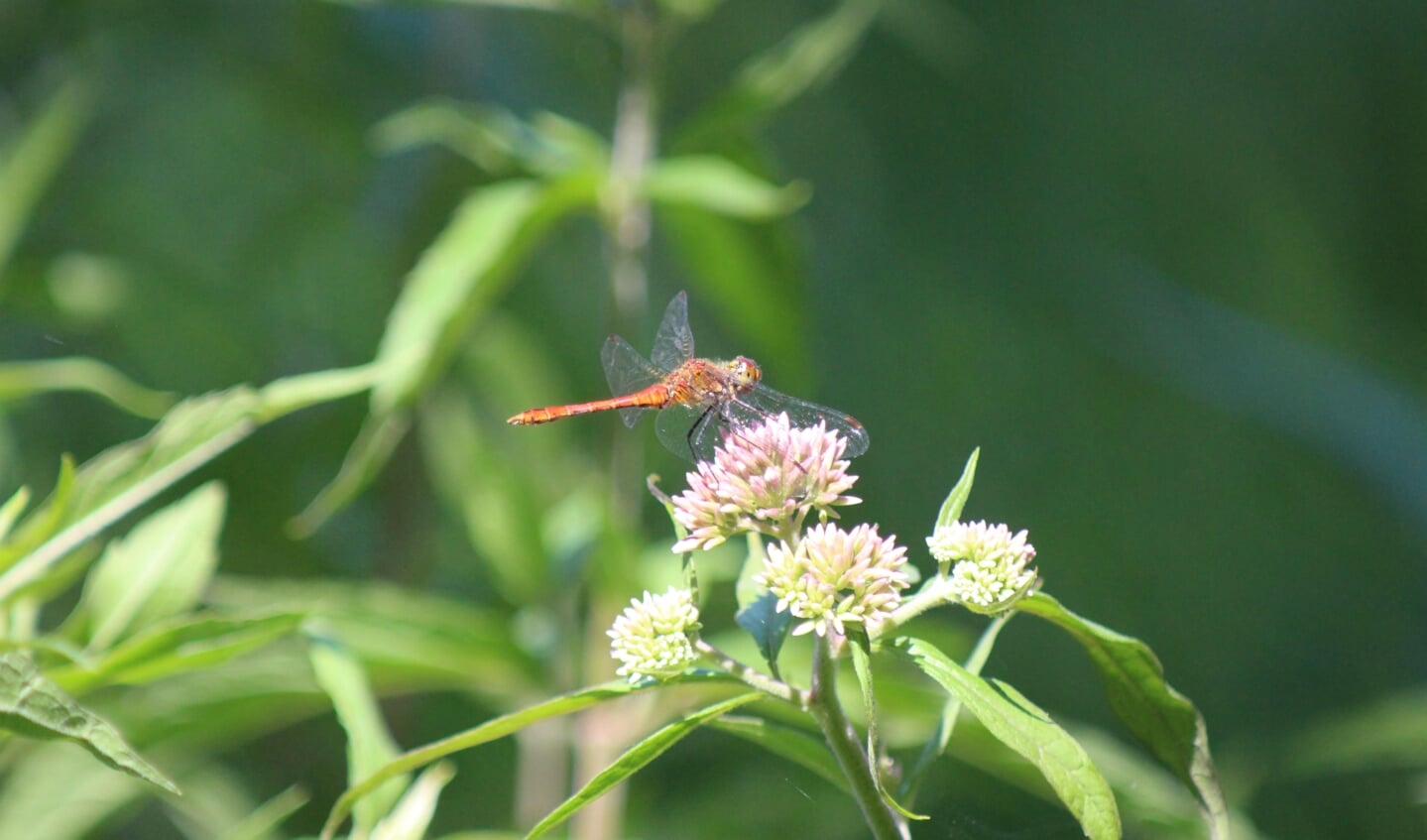 Het dier is een: Bloedrode heidelibel. Die ik bij Parc Broekhuizen tegen ben gekomen op koninginnekruid. De libel leek mij heel bijzonder dus ging er een van foto maken. de foto is gemaakt op 18 Juli 2022 en naar mijn mening goed gelukt.