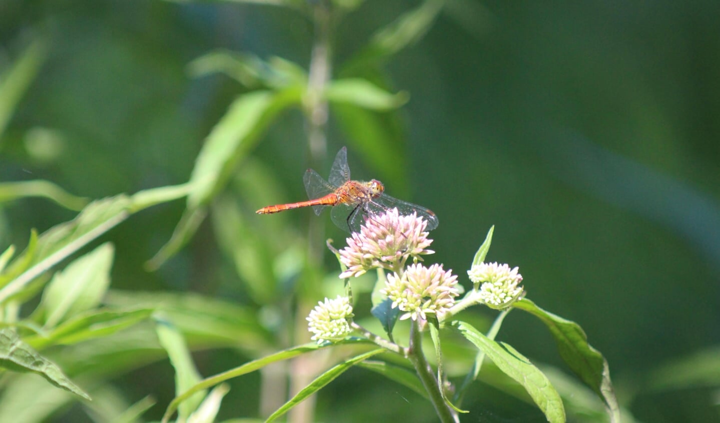 Het dier is een: Bloedrode heidelibel. Die ik bij Parc Broekhuizen tegen ben gekomen op koninginnekruid. De libel leek mij heel bijzonder dus ging er een van foto maken. de foto is gemaakt op 18 Juli 2022 en naar mijn mening goed gelukt. 
