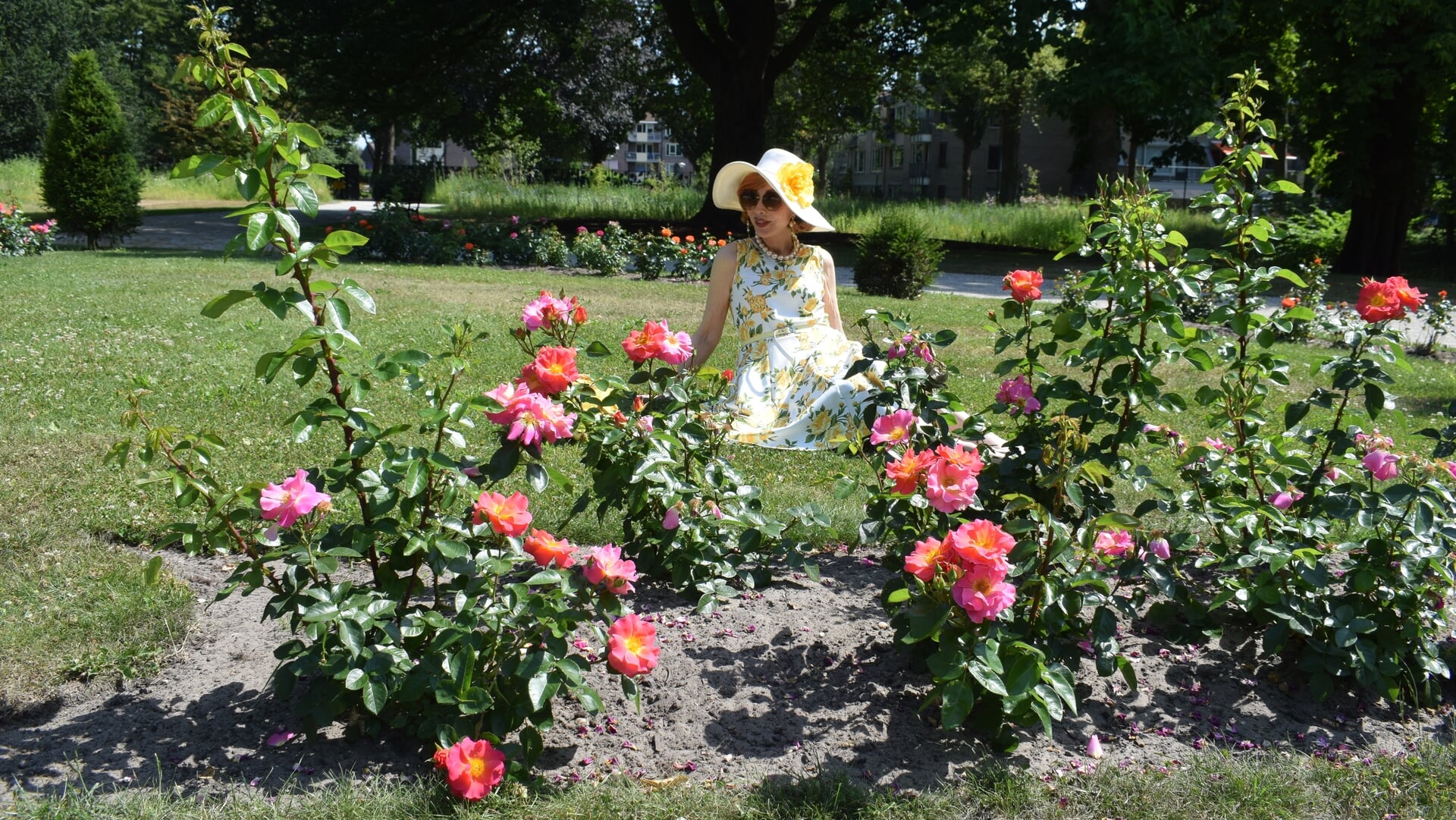 Beeld bij artikel: Fotowedstrijd rozen in Cantonspark; Gebroeders Grimm-rozen in de schijnwerpers