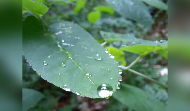 Na een droge periode eindelijk weer regen!
Deze foto is gemaakt tijdens mijn dagelijkse ritueel van wandelen met mijn hondjes in de bossen rond Otterlo.