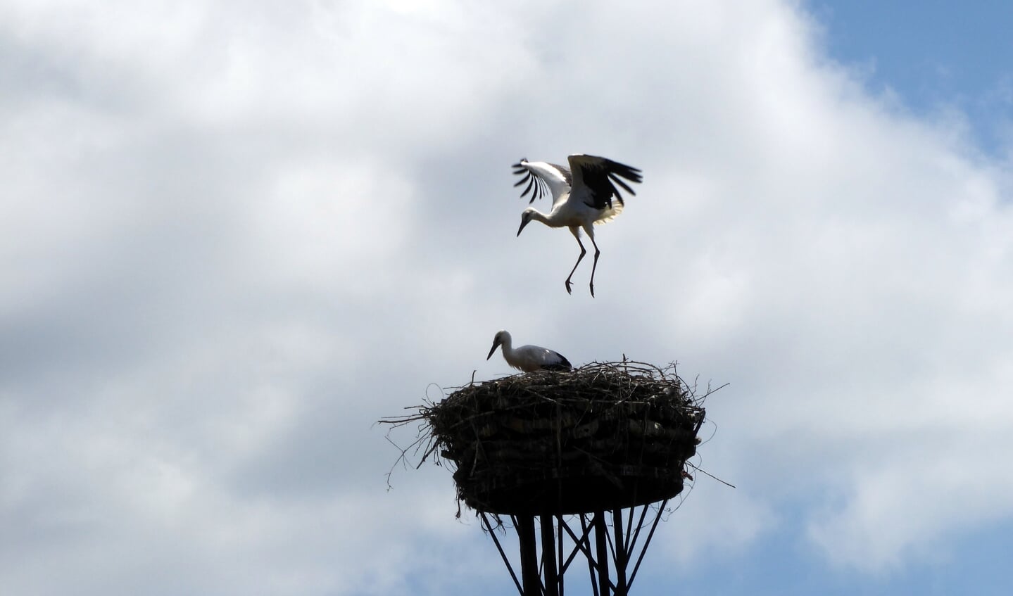 ,,Jonge ooievaar doet vliegoefeningen boven het nest. Als de vleugels
sterk genoeg zijn zal hij uitvliegen. Deze foto is genomen op
16 juli 2022 langs het Kloosterlaantje in Driebergen.