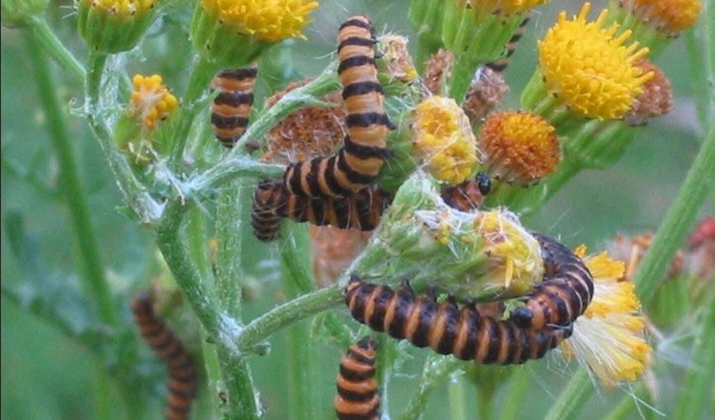 Zebrarups