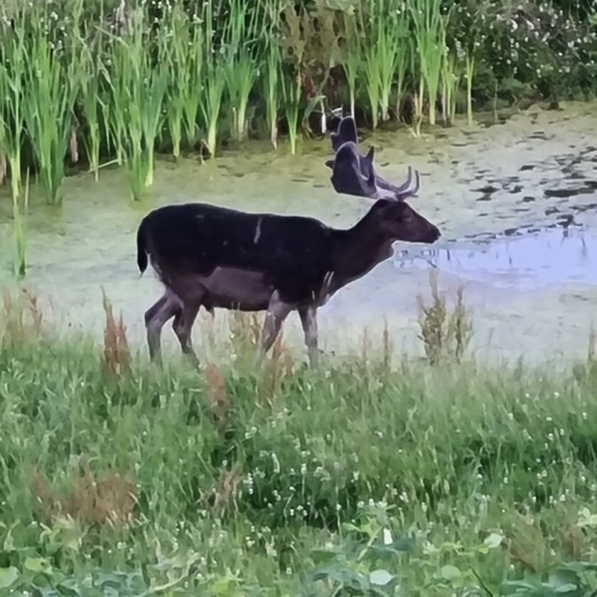 ,,Deze foto is gemaakt bij de uiterwaarden van de Rijn in Elst (Utrecht). Mooi groen en water met een hert met mooi gewei. Voor mij een mooi plaatje.