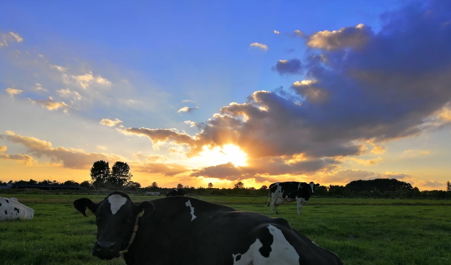 'We genoten van een prachtige zonsondergang op maandag 20 juni met onze koeien in de wei in  Leusden.'