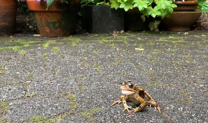 Kikker bezoekt ons op het terras in de tuin tijdens de zomer 2022.