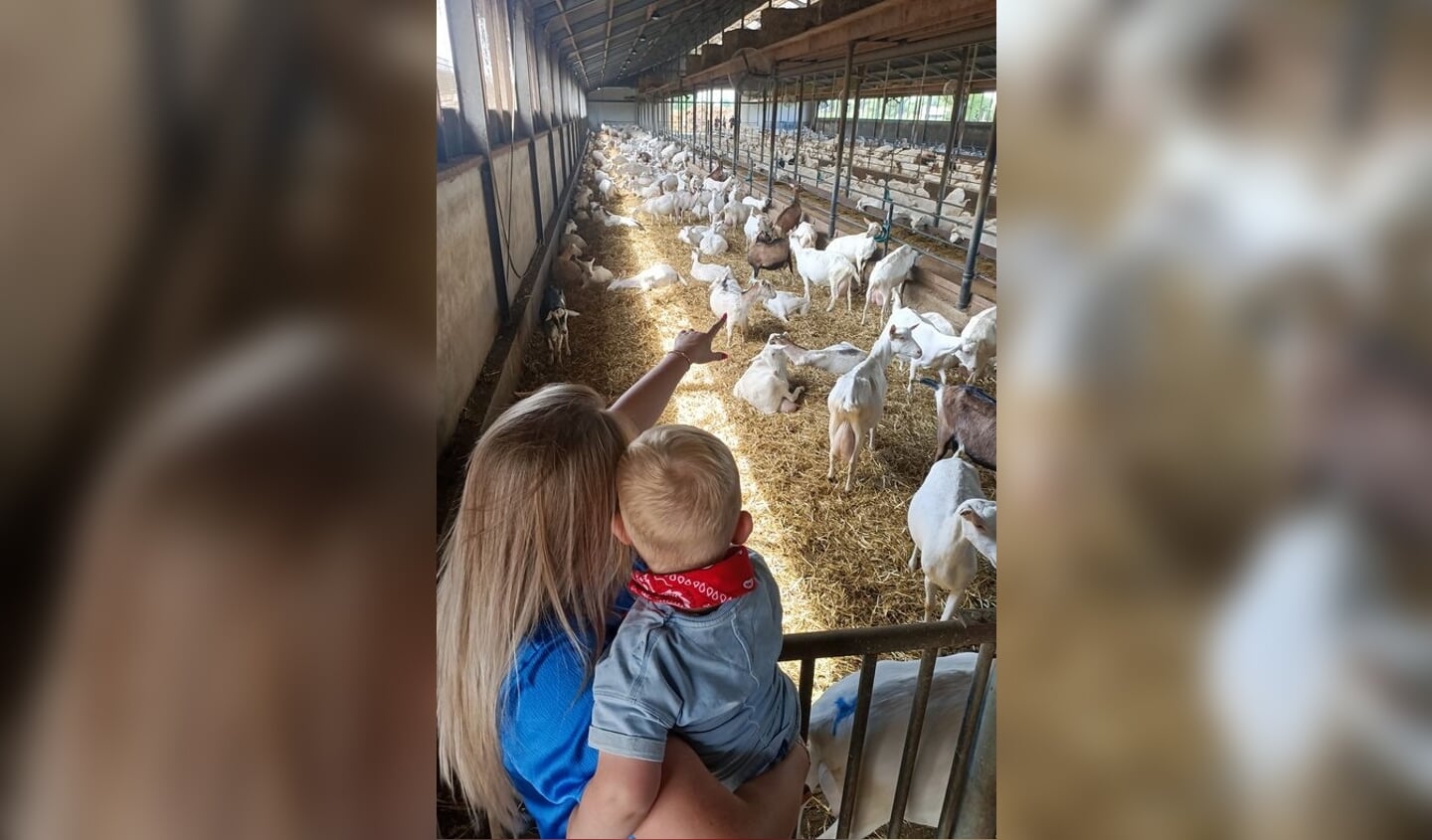 Geiten kijken bij familie Van den Top
