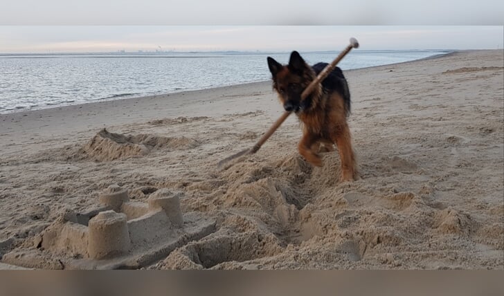 Ouddorp 11 juli 2022. Hond Nora bouwt een zandkasteel. Het resultaat mag er zijn!

