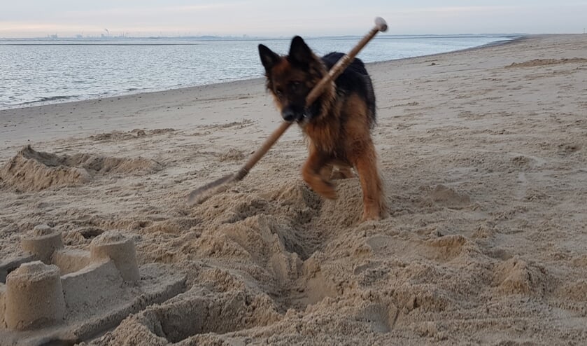Ouddorp 11 juli 2022. Hond Nora bouwt een zandkasteel. Het resultaat mag er zijn!

