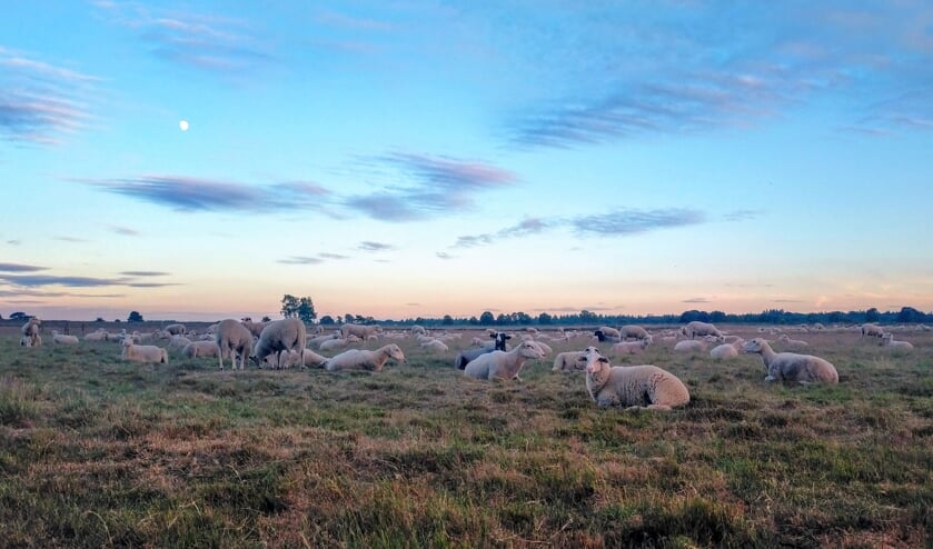 Marcella Lagerweij : ,,Deze foto is gemaakt op zondag 10 juli tijdens een avondwandeling op de Edese heide. De schapen zijn aan het genieten en ik ook! Van een mooie zomeravond, de natuur, rust, weids uitzicht, lekker weer en een prachtige zonsondergang.
