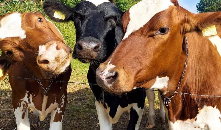 Deze foto is gemaakt in de Binnenveldse Hooilanden.