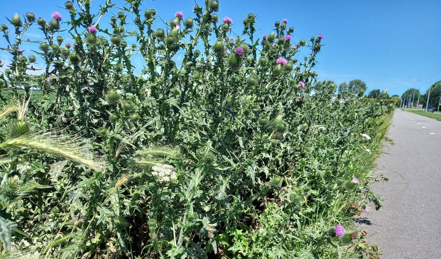 De kruldistel groeit weelderig langs het fietspad aan de IJweg in Nieuw-Vennep.