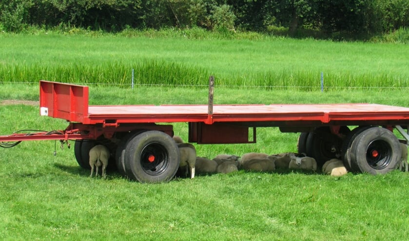 De foto is gemaakt tijdens een fietstocht op woensdag 13 juli in een weiland naast het Merwedekanaal in de buurt van Arkel. De schapen zochten bescherming tegen de zon door onder deze kar te kruipen.