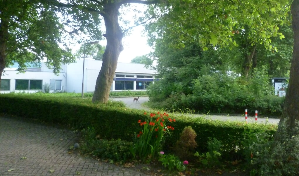 Hert gespot bij de oude sociale werkplaats in Hoofddorp.