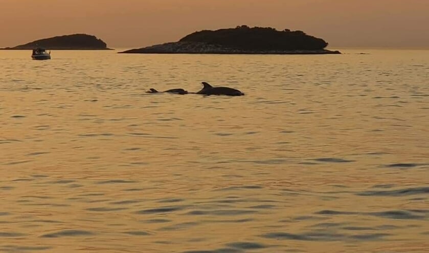 ,,Kroatië: dolfijnen spotten.
