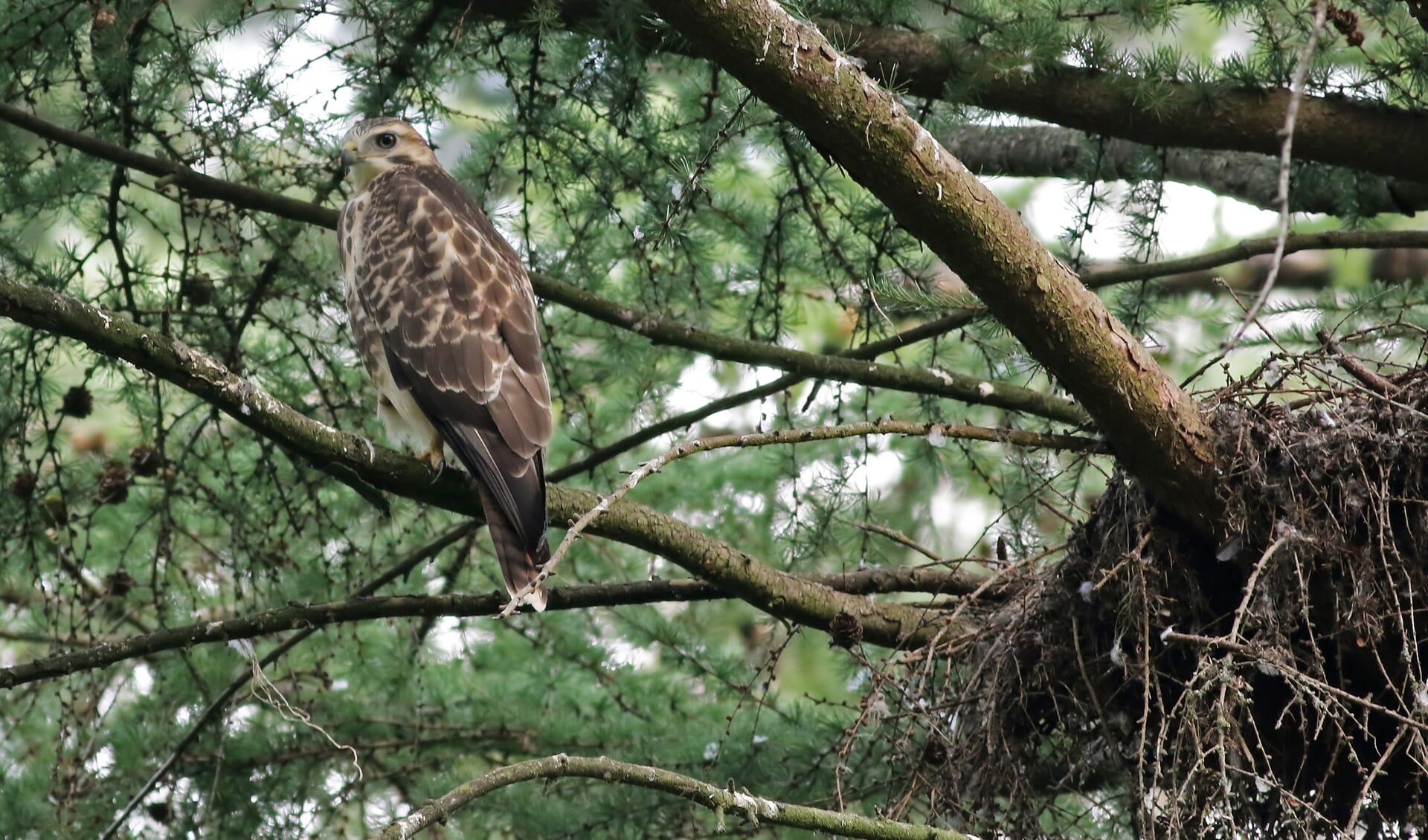 De jonge buizerd besluit te vertrekken.