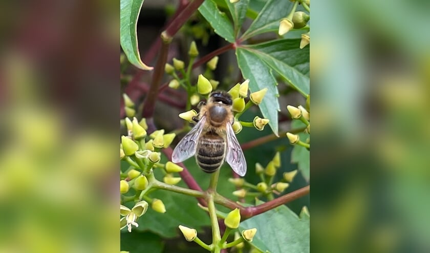 Deze is gemaakt bij mij in de achtertuin in de Westerstraat.
Ik zat heerlijk in het zonnetje en hoorde allerlei gezoem achter me.
Toen ik keek zaten er heel veel bijen.