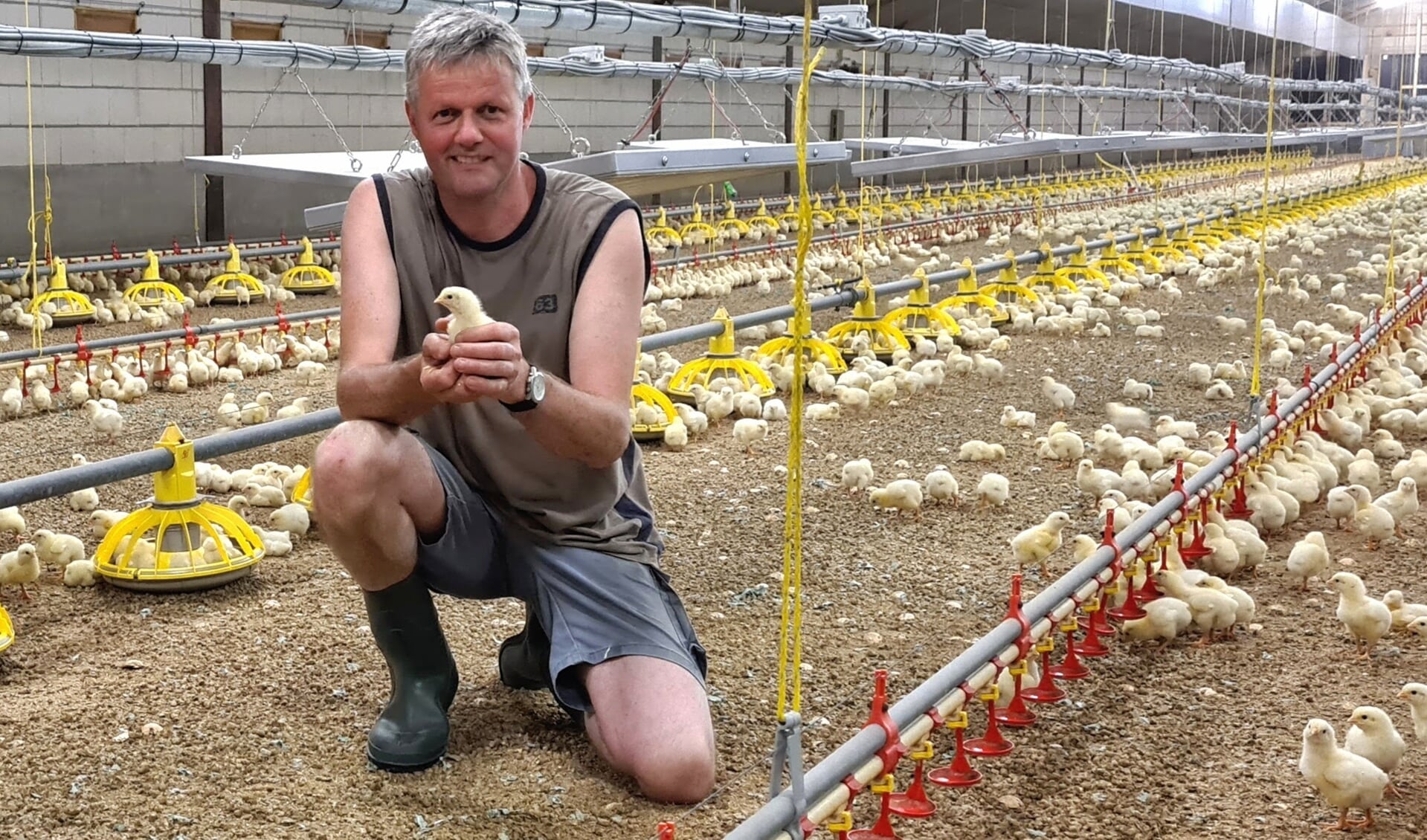 Met liefde en zorg worden de vleeskuikens groot gebracht bij het pluimveebedrijf van Erik en Roelie Staal in buurtschap Telgt.