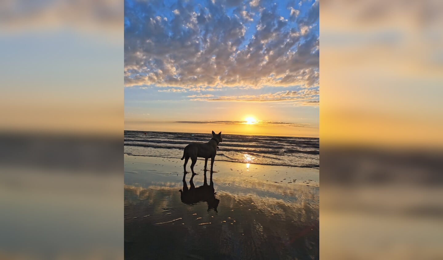 'Mijn hond Shiva. Hij geniet van de zonsondergang op zaterdag 2 juli aan de kust in Bredene bij onze Belgische buren.
Deze foto is speciaal voor mij omdat mijn lieve hond erop staat en het is vastgelegd op een mooi moment.'