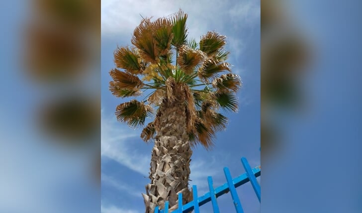 Wilma Roelofsen: ,,Deze foto van een prachtige palmboom is door mij gemaakt in Torremolinos in de week van 8 tot en met 15 juni 2022. Dit was mijn allereerste vliegvakantie van mijn leven.
En in diezelfde week mocht ik ook nog eens 5 0kaarsjes uitblazen. Telkens als ik deze foto terug zie, zit ik weer na te genieten.