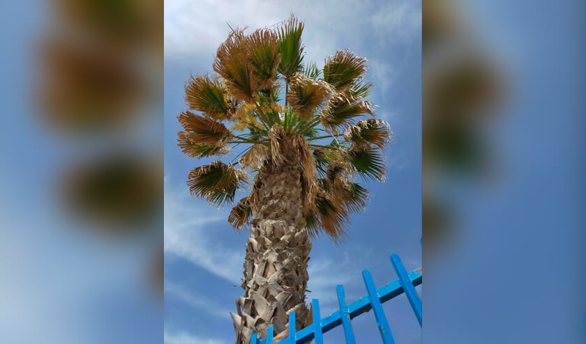 Wilma Roelofsen: ,,Deze foto van een prachtige palmboom is door mij gemaakt in Torremolinos in de week van 8 tot en met 15 juni 2022. Dit was mijn allereerste vliegvakantie van mijn leven.
En in diezelfde week mocht ik ook nog eens 5 0kaarsjes uitblazen. Telkens als ik deze foto terug zie, zit ik weer na te genieten.