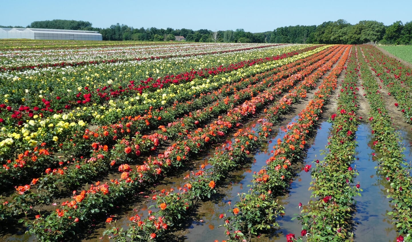'Begin juli zijn we naar midden-Limburg geweest. We kennen de tulpenbollenvelden in april in het westen van het land en  steeds meer in de IJselmeerpolders. Grote velden  in allerlei kleuren. Maar in midden-Limburg kunnen  ze er ook wat van. Niet in april, maar juni en juli. Grote velden rozen in allerlei kleuren en maten. Adembenemend.'

