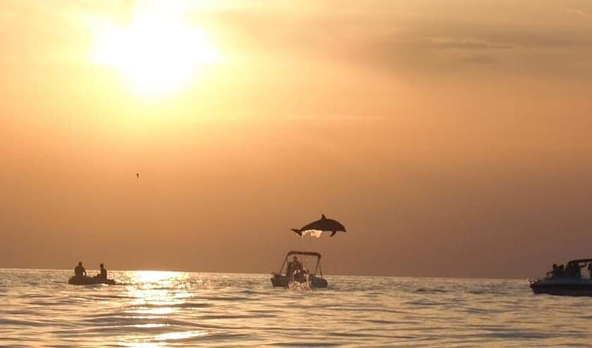 ,,Kroatië: dolfijnen kijken bij zonsondergang.