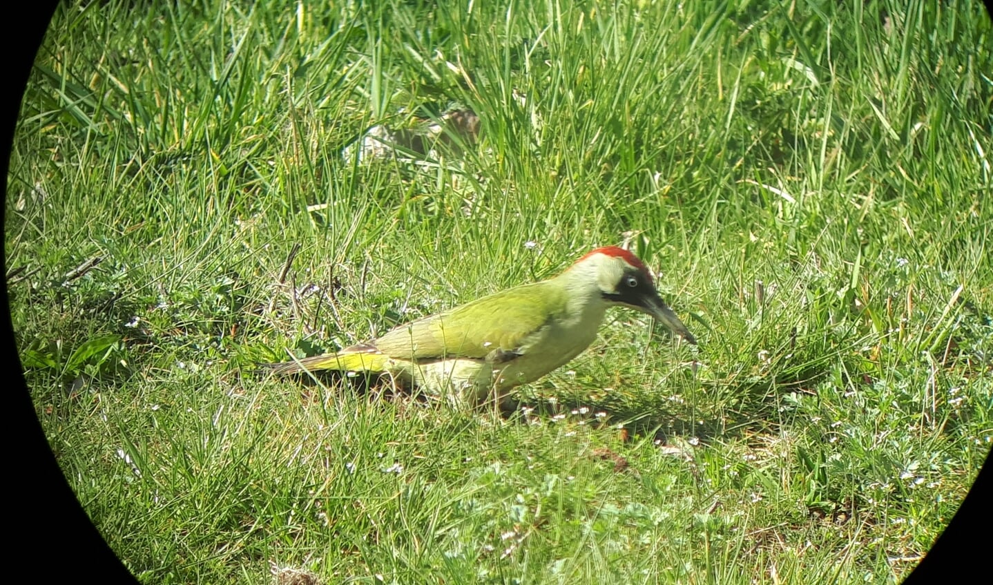 ,,Onze groene specht komt dagelijks zijn eten halen aan de Faunalaan in Driebergen achter Otrabanda.