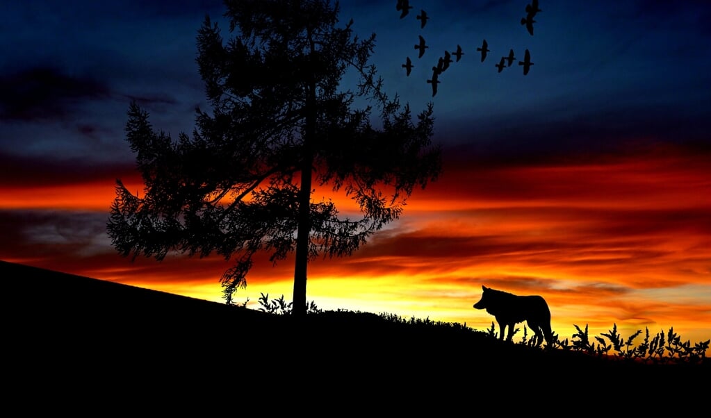 Het romantische beeld dat bestaat  van de wolf