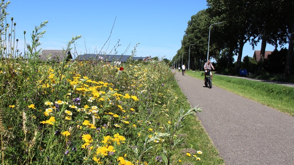 Een kleurige bloemenzee langs het fietspad aan de IJweg.
