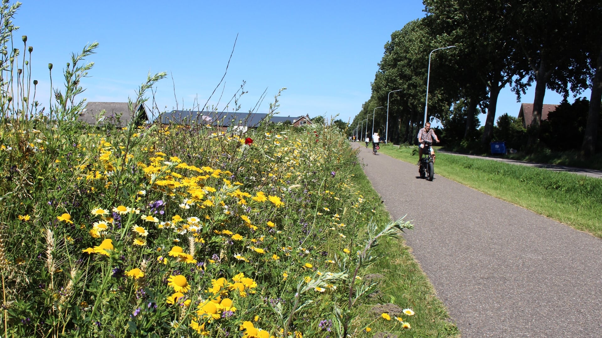 Een kleurige bloemenzee langs het fietspad aan de IJweg.
