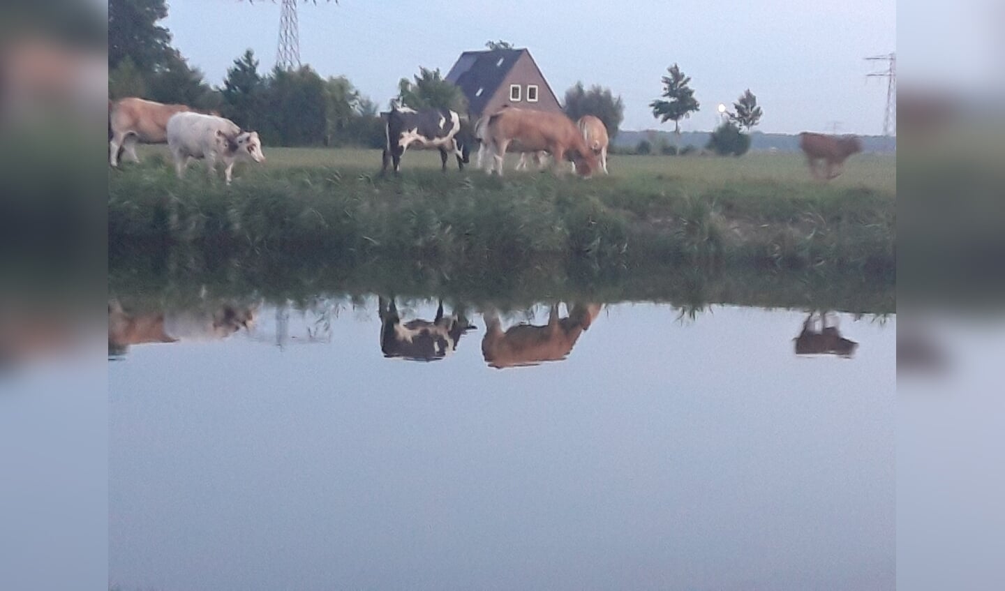 'Koeien grazend langs de Dokkumer Ee in de avondzon. Kalfjes en koeien bij elkaar.'