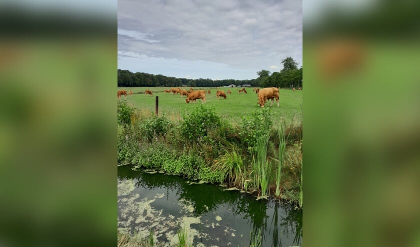 Zomer aan de Pittesteeg in Doorn. De verwondering over de limousinekoeien. De moederkoeien lopen er samen met hun kalf in de wei. Iedere dag genieten.