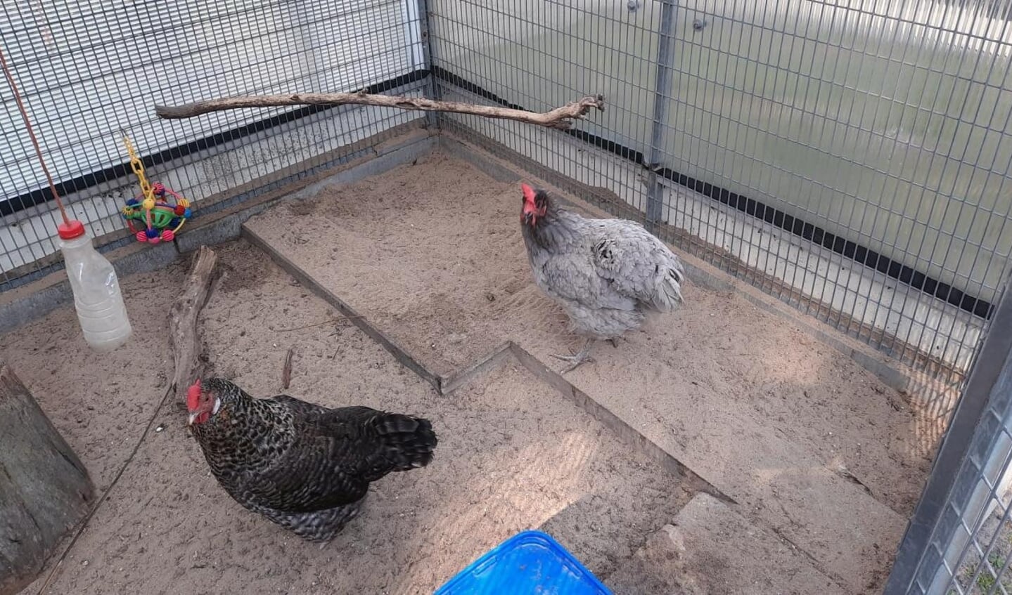 De kippen zitten vaak binnen vanwege de vogelgriep. 