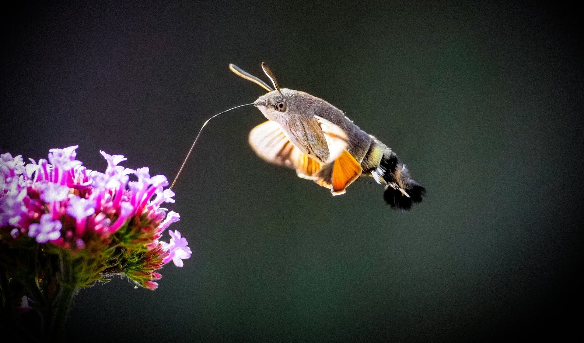 Kolibrievlinder op bezoek  in 't Burgje