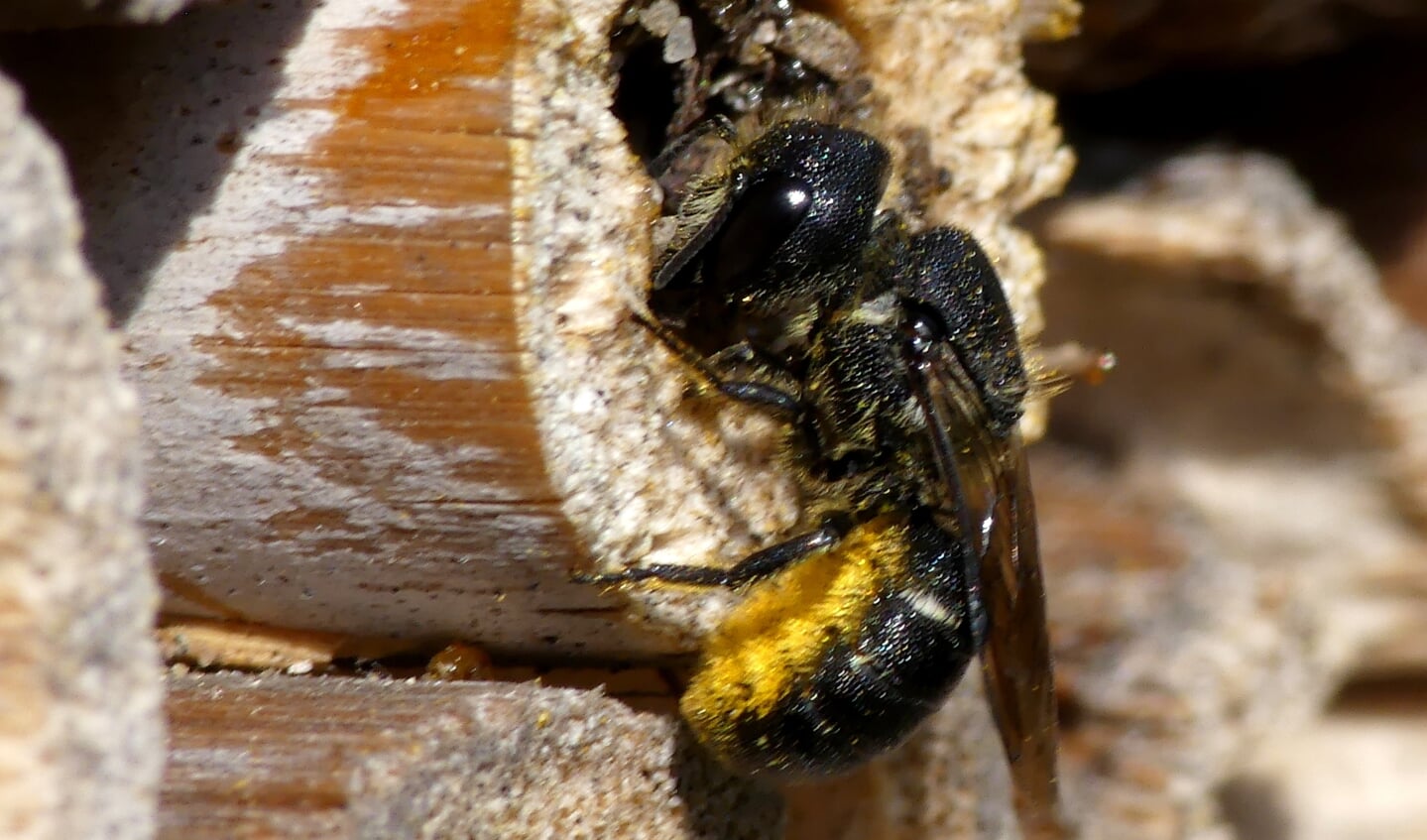 De tronkenbij werkt anders dan andere bijen.