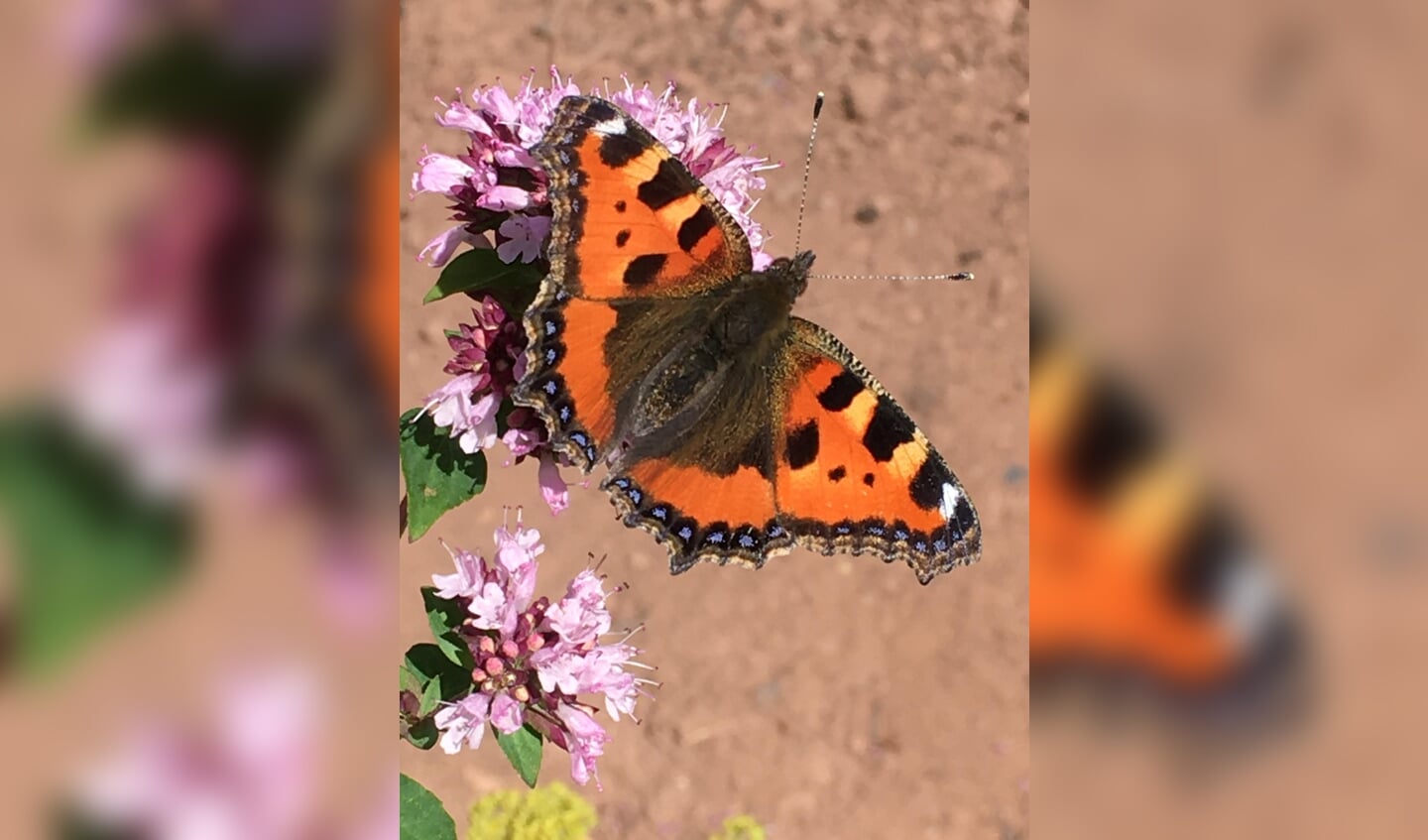 Jannie Roelofsen zond deze foto van een kleurrijke vlinder in. ,,Op vakantie ben je wat meer bewust van en heb je meer oog voor de natuur. Dan zie je ook wat een bedrijvigheid er is rond een bloem."