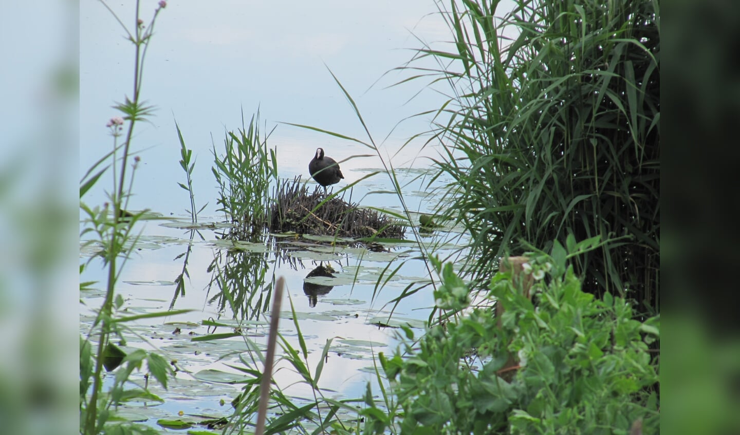 'Deze foto is gemaakt op 14 juni tijdens een fietstocht in Kinderdijk. De waakzaamheid van de vogel op zijn nest. Hoe mooi kan de natuur zijn!'