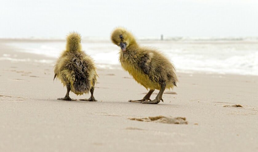 Verdwaald aan zee 
'Niet alleen kinderen verdwalen op het strand. Deze gansjes zijn op zoek naar Moeder de Gans die waarschijnlijk nog ergens in het Zwanenwater aan het grazen is op het strand in Sint Maartenszee (NH), juni 2022.'