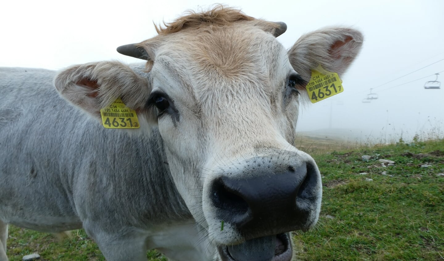 ,,Deze koe op de Grand Chamossaire (2112m, Zwitserland) nam even de tijd om tijdens het grazen in de alpenweide te poseren voor een passerende toerist.