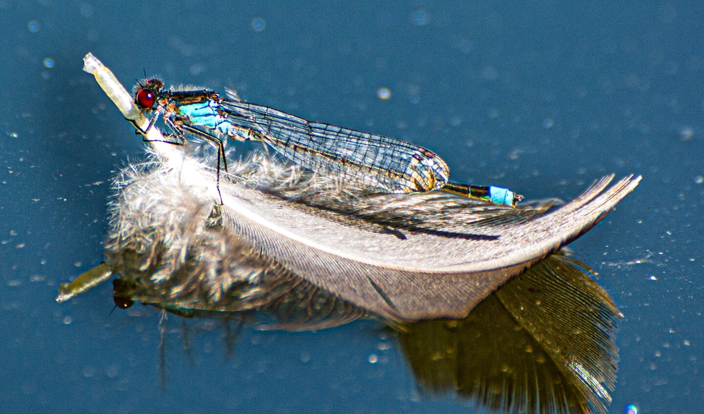 ,,In een natuurgebied bij Pannerden zag ik een paar weken geleden deze waterjuffer dobberend op een ganzenveer.