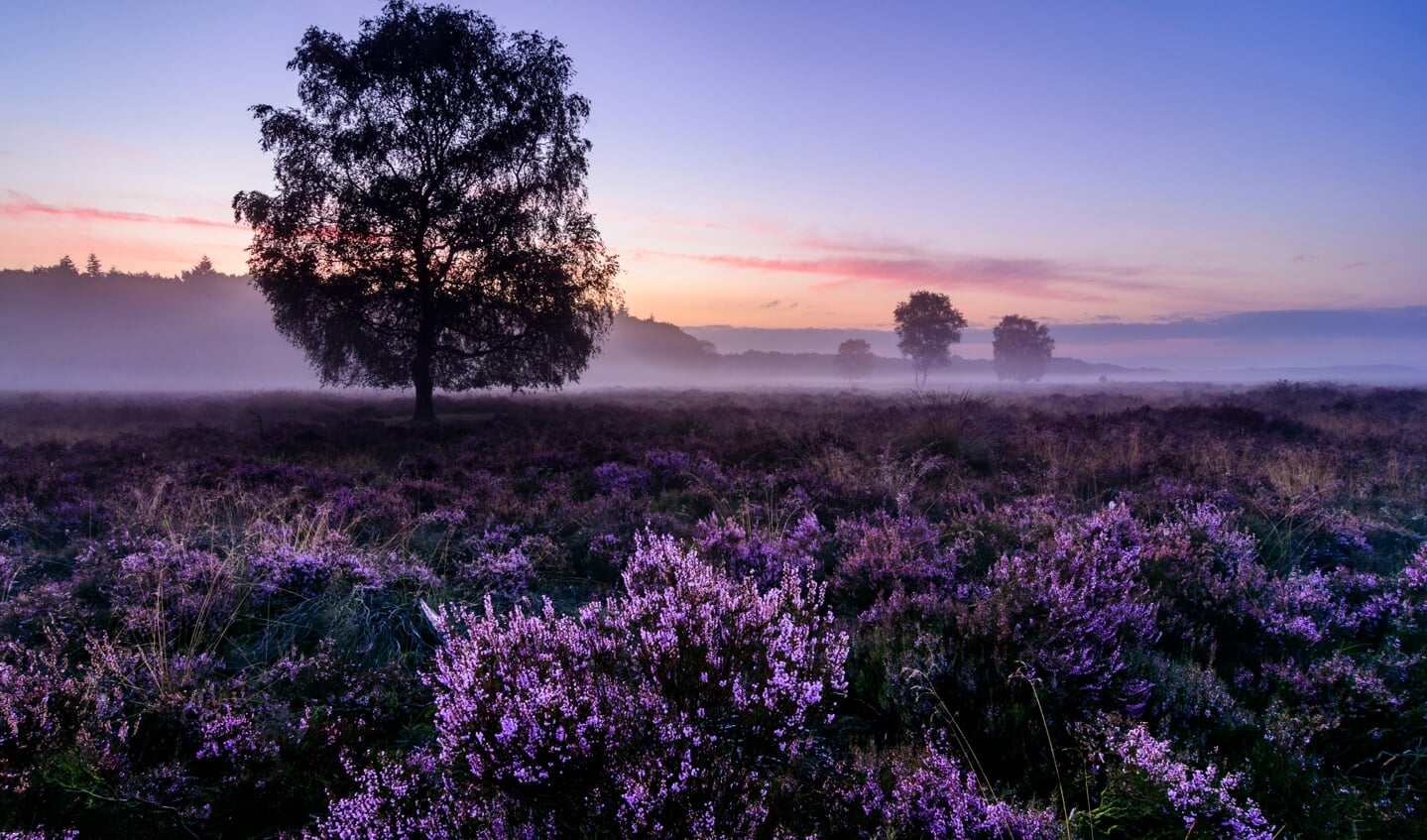 De heide bloeit weer !