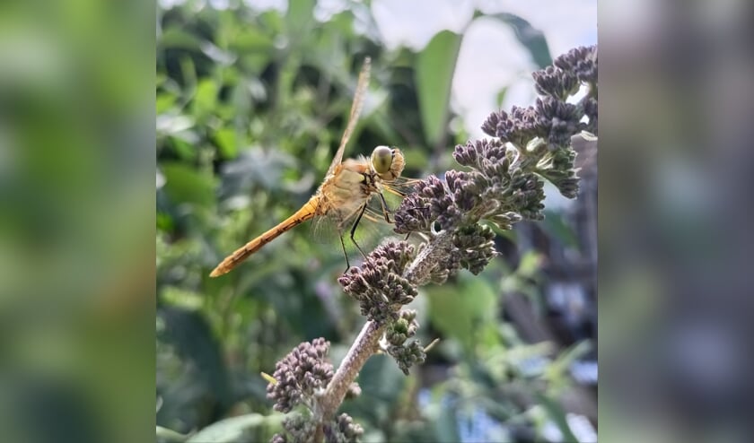 ,,Heerlijk zomer in de eigen achtertuin! Een mooie libelle op een vlinderstruik die nog moet uitbloeien in Scherpenzeel. Soms is de zomer gewoon heel erg dichtbij.'' Ingestuurd door Tanja Bloem uit Scherpenzeel.