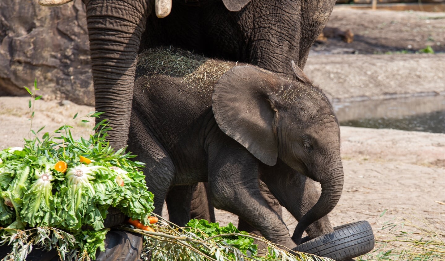 Afrikaanse olifant Bumi viert zijn eerste verjaardag in Ouwehands Dierenpark met moeder Duna, een taart van groenten en fruit en banden om mee te spelen.