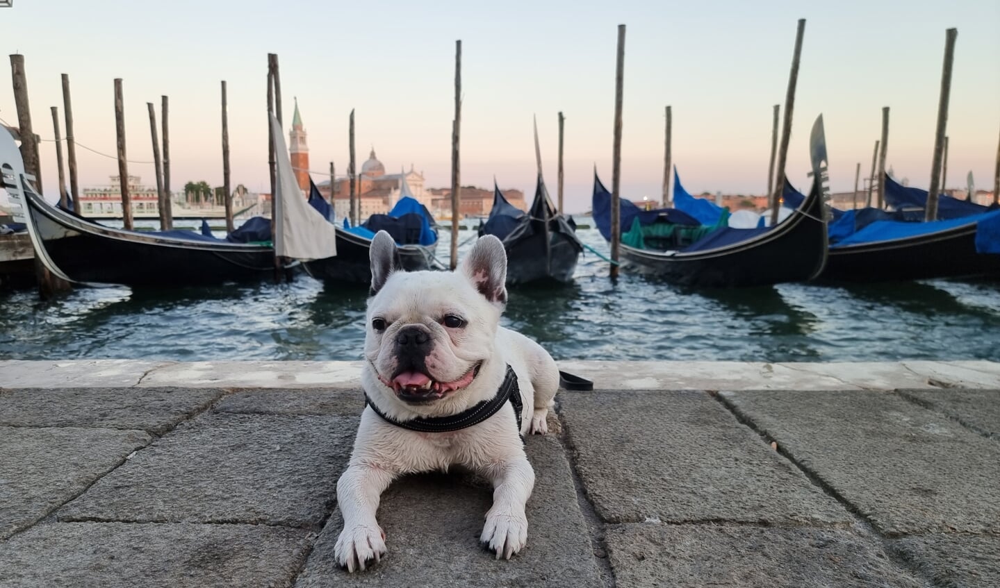 ,,Deze foto's zijn vorige week gemaakt in Italië. 
Op de foto is mijn 10-jarige Franse bulldog Oscar te zien die voor het eerst met ons in Italië is geweest. De ene foto is gemaakt in Venetië waar wij op een camping zaten en de andere foto is van een dagje Gardameer. 

Deze foto's zijn voor mij speciaal omdat Oscar voor het eerst zo ver op vakantie mee is gegaan. Vorige maand is hij 10 jaar geworden en dat is al een behoorlijke leeftijd. Ik ben zo trots op hoe hij het heeft gedaan; de lange reis met de auto, het verblijf op een camping en het warme weer. Maar wij hebben de vakantie ook aan hem aangepast. Het is net als met kinderen.... als hij het fijn heeft, heb ik het fijn!