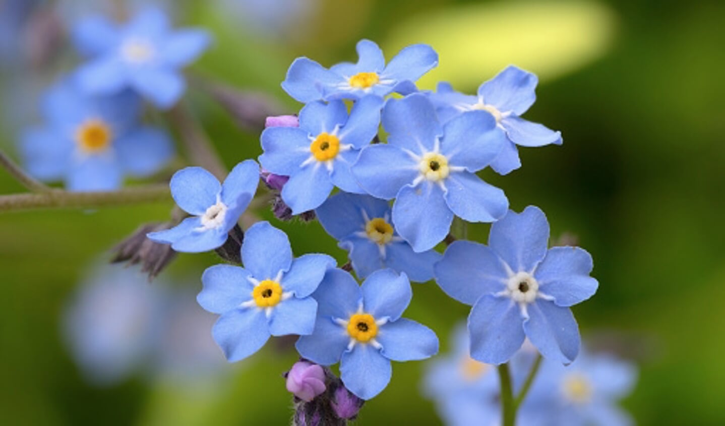 Closeup of blue flowers  forget-me-not (Myosotis sylvatica)